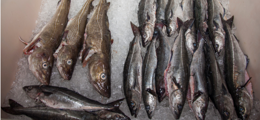 Fischversteigerung in der Eingangshalle Fischversteigerung in der Eingangshalle